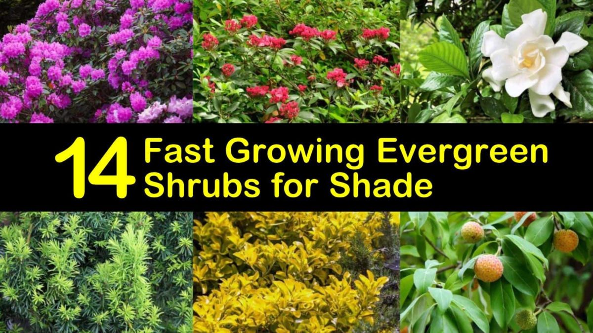 20 Beautiful Evergreen Shrubs that Excel in the Shade