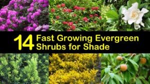 Fast Growing Evergreen Shrubs for Shade titleimg1