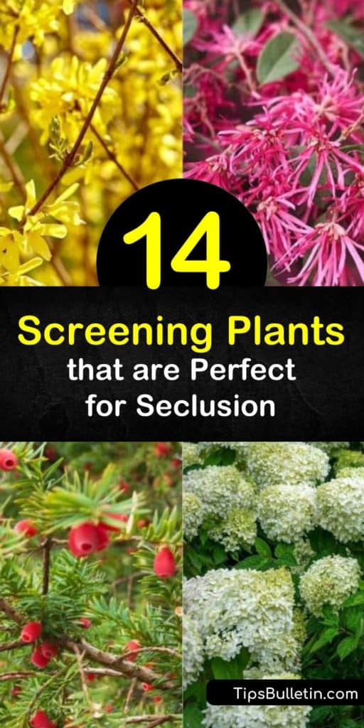 Design and create your dream privacy screen with a plant like privet, hydrangea, and viburnum. This list of shrubs for screening bloom from early spring to winter when in full sun, act as a natural windbreak, and block your view from unpleasant sights. #fastgrowing #shrubs #screening