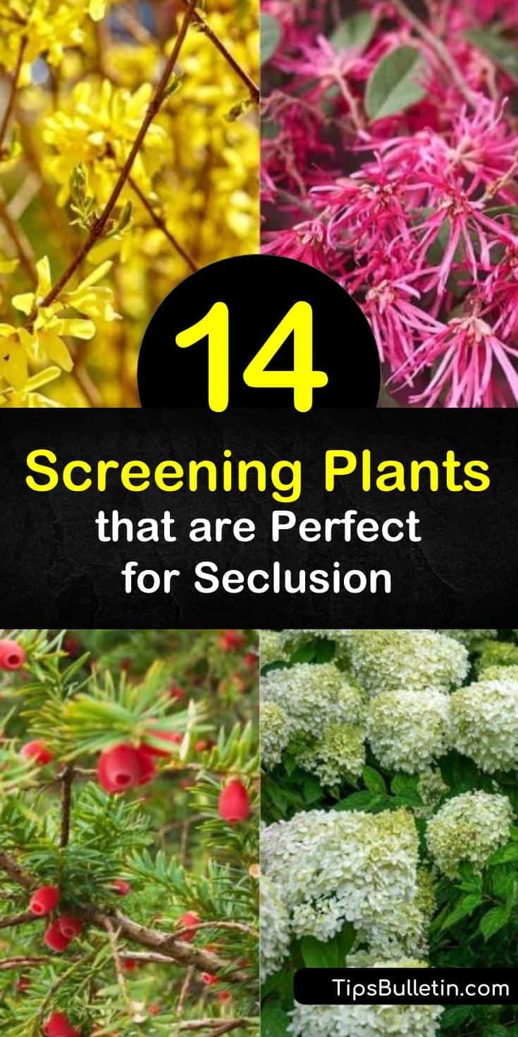 14 Screening Plants that are Perfect for Seclusion