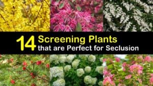 Fast Growing Shrubs for Screening titleimg1