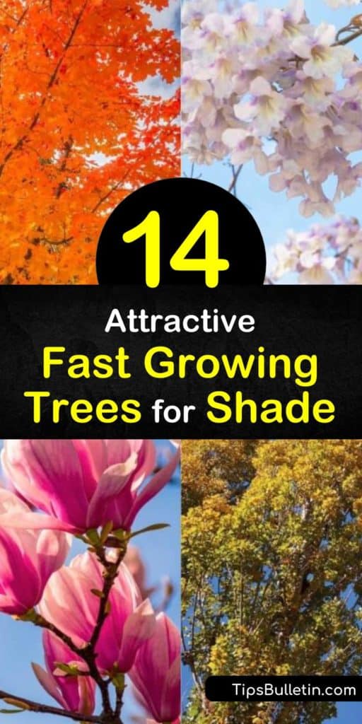 Explore the potential of a new yard with trees like the river birch, weeping willow, dawn redwood, hybrid poplar, and silver maple. These trees have a quick growth rate while providing ample shade, fall color, and surviving in vast hardiness zones. #fast #growing #shade #trees