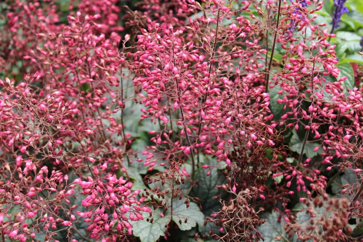 Foamy bells is often called coral bells.