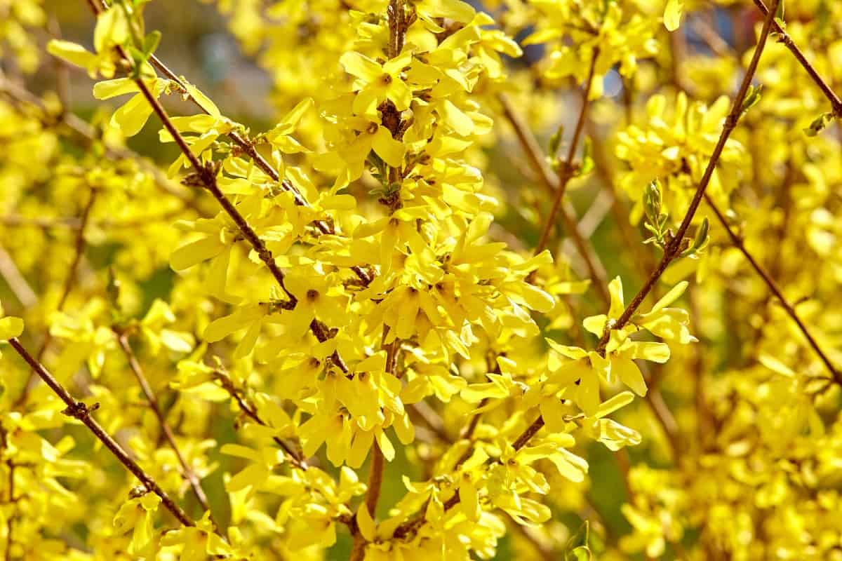 Forsythia is best known for its brilliant yellow flowers in early spring.