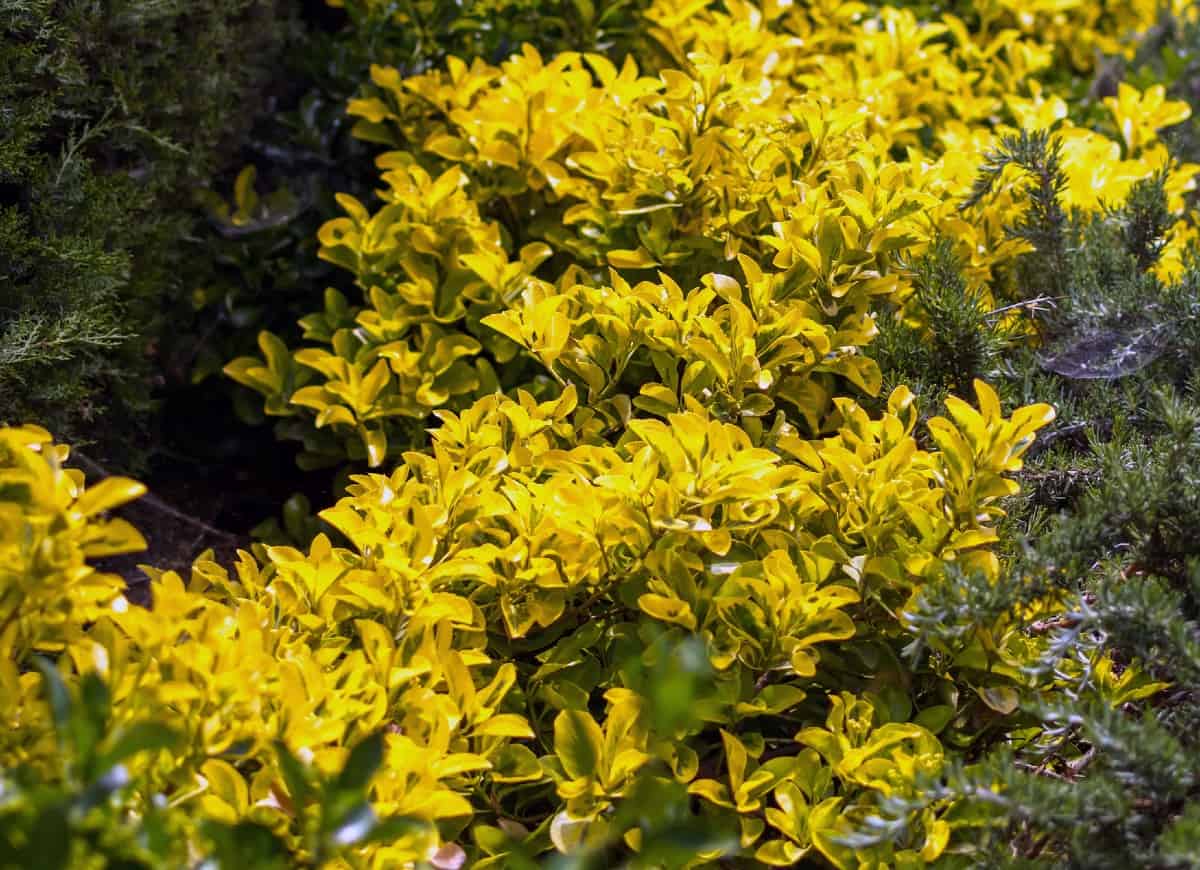 The golden euonymus has attractive leaves.