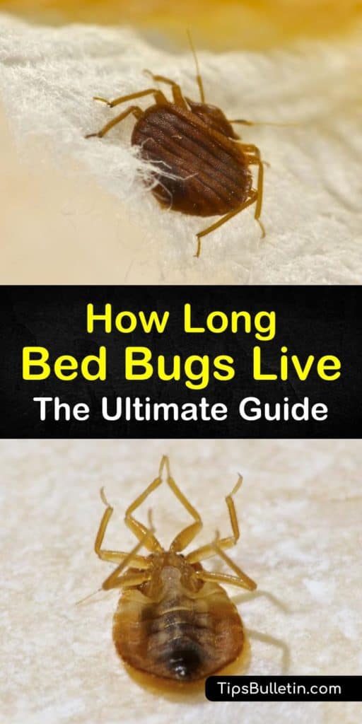 Skip the exterminator and tackle bed bug eggs, adult bed bugs, and bed bug bites like a pro. This guide shows you everything you need to know about Cimex lectularius bugs, like showing you how to eliminate a blood meal, clean bed frames, and baseboards, and use pesticides. #bedbugs #live #lifespan