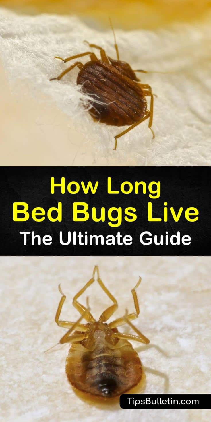 How Long Bed Bugs Live The Ultimate Guide