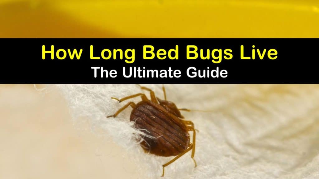 How Long Bed Bugs Live - The Ultimate Guide