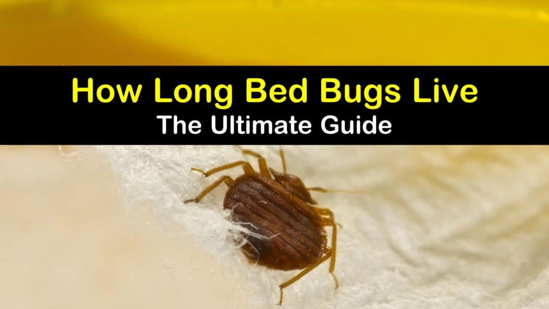 How Long Bed Bugs Live The Ultimate Guide, How Long Can Bed Bugs Live In Encasements
