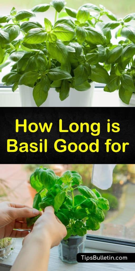 Learn how to store basil using a variety of techniques to enjoy now and later. Fresh basil leaves are great in pesto, and it's easy to keep these fresh herbs in a plastic bag in the fridge, or freeze basil in ice cube trays. #how #long #basil #good