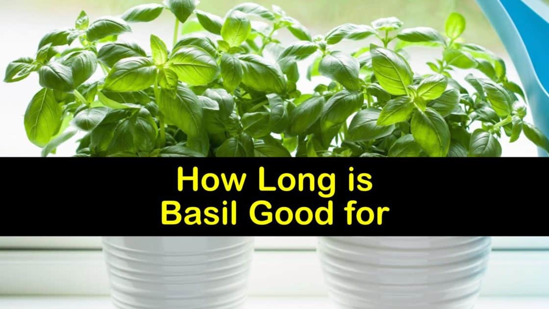 How Long is Basil Good for