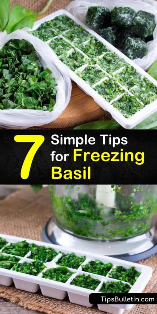 Utilize common tools in your kitchen, like your food processor, freezer bag, and ice cube trays in order to use your basil plant to its fullest potential. Apply these tips for keeping frozen basil in the freezer to all your fresh herbs in the kitchen. #howto #freeze #basil