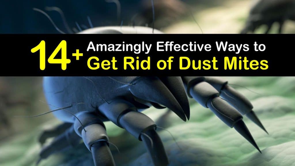 How to Get Rid of Dust Mites titleimg1