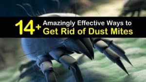 How to Get Rid of Dust Mites titleimg1