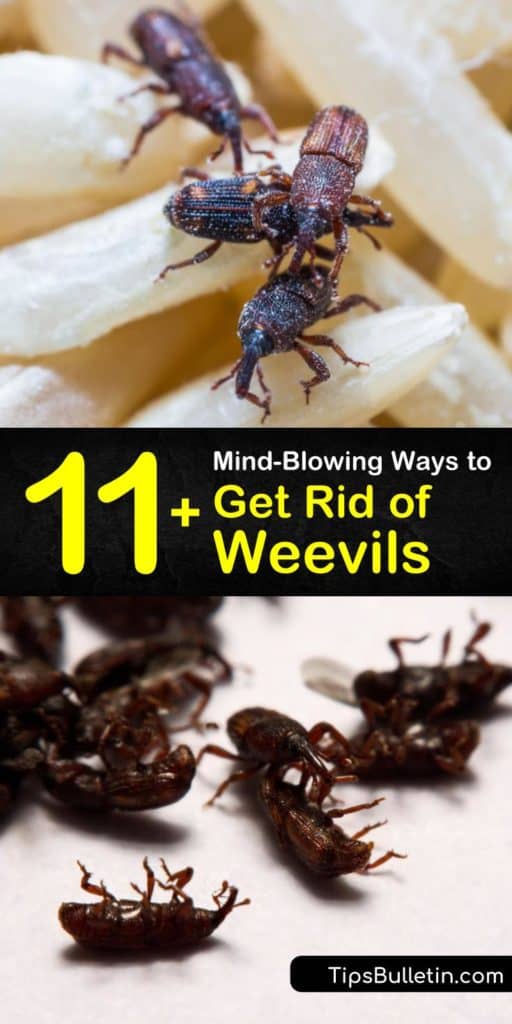 Learn how to keep adult weevils out of your food sources and prevent a weevil infestation. Get rid of these pantry pests by discarding infested food, and keep grain weevils out of your food items by using storage containers and bay leaves. #getridof #howto #weevils