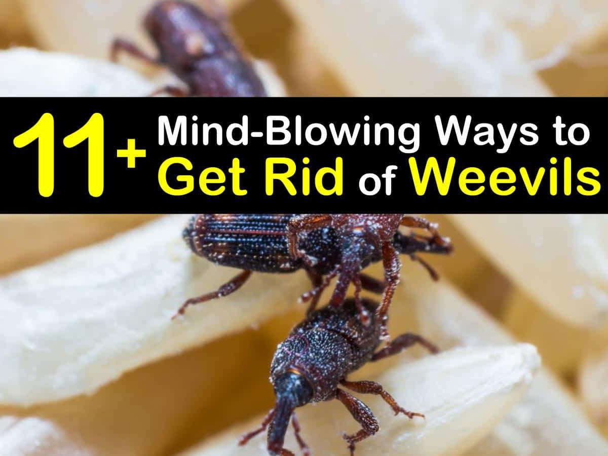 https://www.tipsbulletin.com/wp-content/uploads/2020/11/how-to-get-rid-of-weevils-t1-1200x900-cropped.jpg