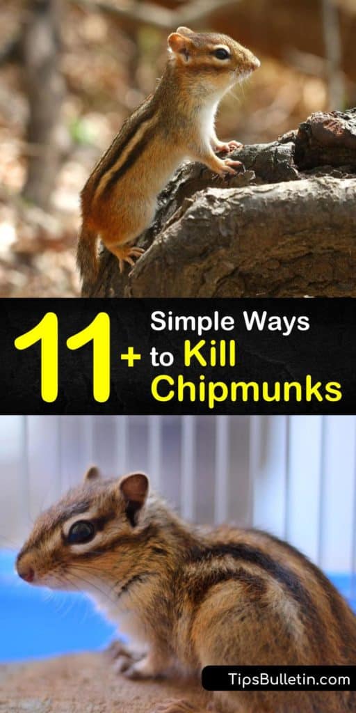 Kill chipmunks and stop a future infestation with this guide showing you how to get rid of chipmunks by luring them to snap traps with sunflower seeds, deterring them with mothballs, and making it hard to reach food by moving bird feeders. #howto #getridof #chipmunks