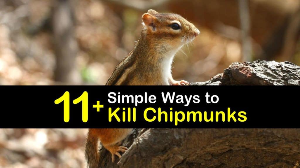 How to Kill Chipmunks titleimg1