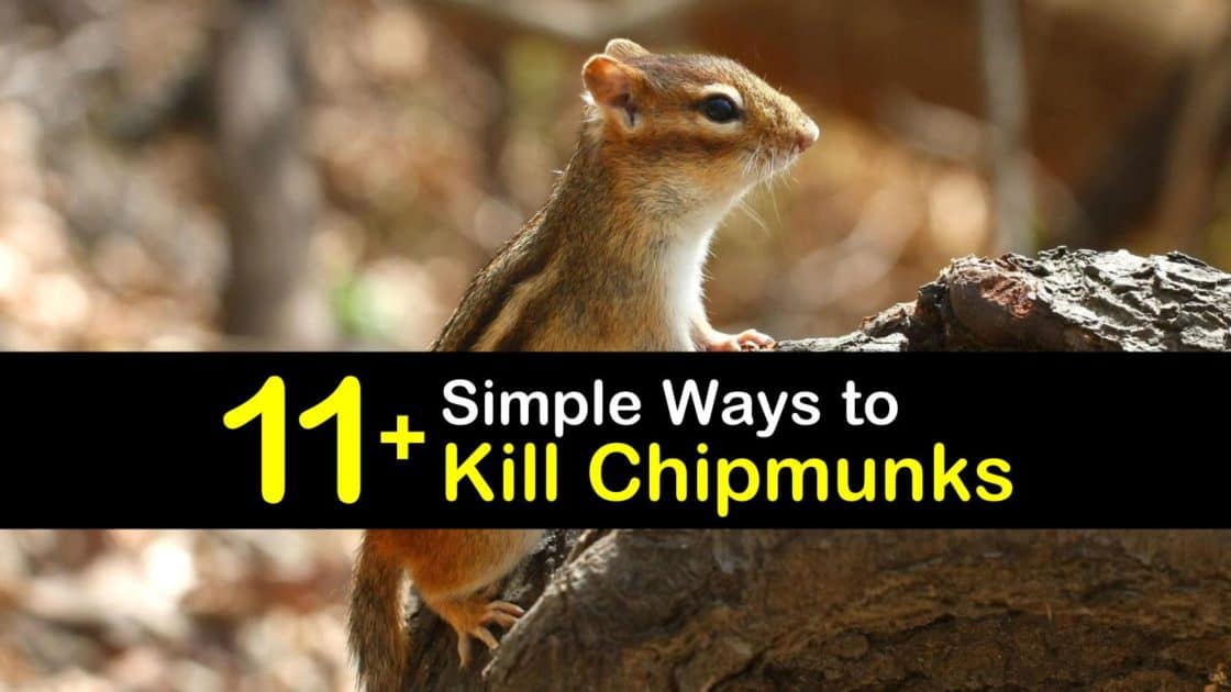 11 Simple Ways To Kill Chipmunks, How To Catch A Chipmunk In Your Basement
