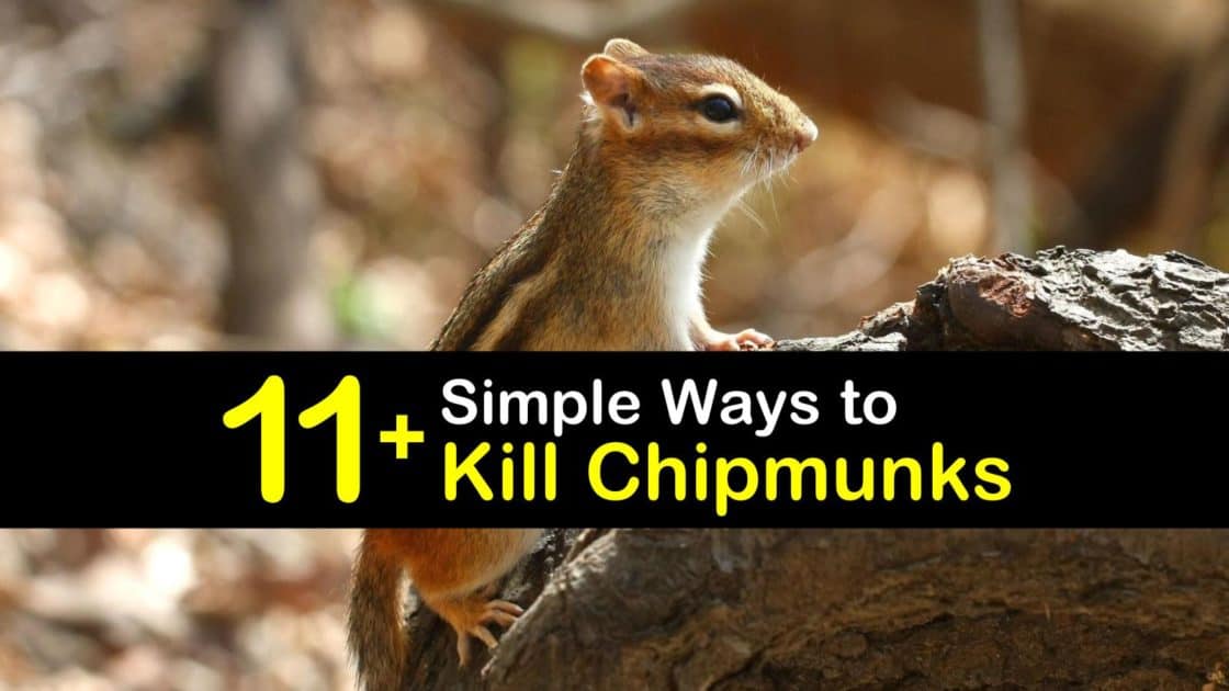 11+ Simple Ways to Kill Chipmunks