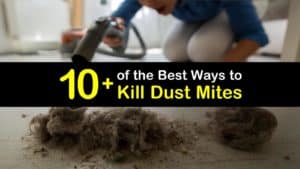 How to Kill Dust Mites titleimg1