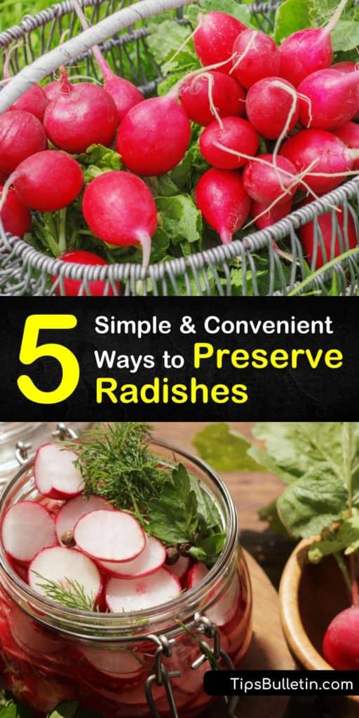 Radishes are zesty and sweet, but only last so long on the counter. Learn how to preserve these root veggies in the root cellar, fridge, or freezer, and make pesto for tacos, or pickle radishes for your favorite vegan radish recipe. #preserve #howto #radishes