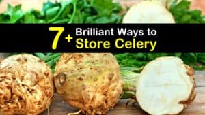 How to Store Celery titleimg1