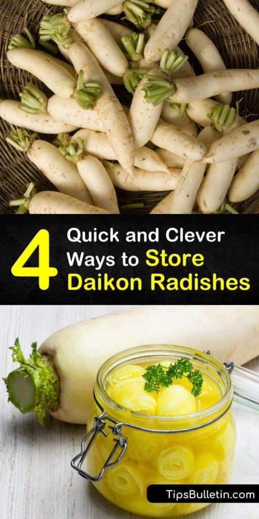 Daikon is a favorite when it comes to Asian cuisine and savory dishes. Learn how to store daikon by keeping them in the root cellar, in a plastic bag in the fridge or freezer, and by making tasty condiments for banh mi by making a jar of pickles. #storage #daikon