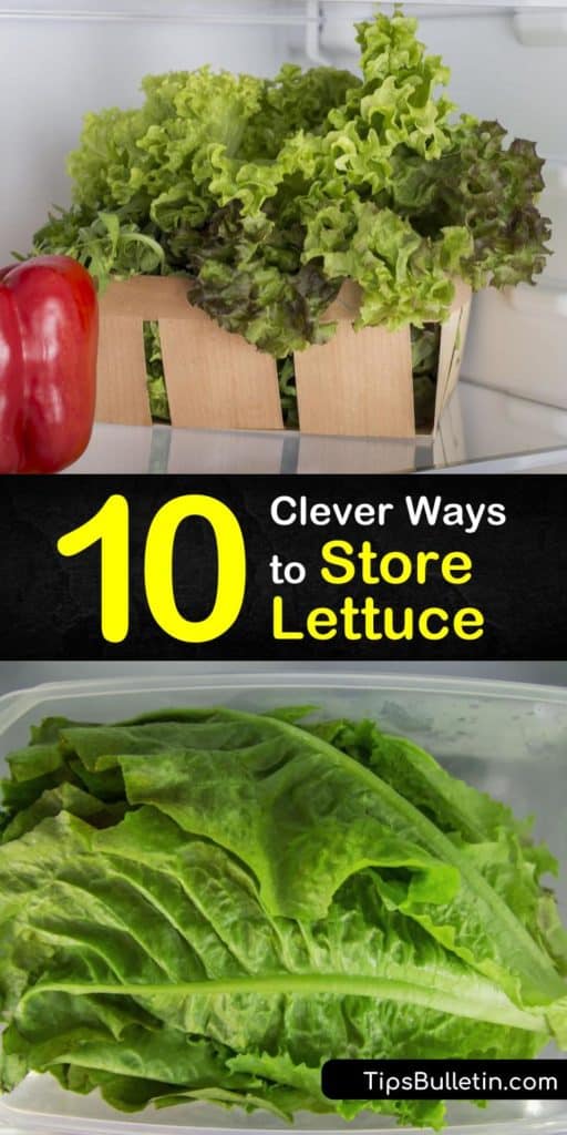 Discover how to store lettuce including wrapping a head of lettuce or lettuce leaves in a paper towel, washing them in cold water, and storing in a plastic bag and the crisper drawer, as well as the best way to tell if leaf lettuce has turned slimy and gone bad. #howto #storage #lettuce