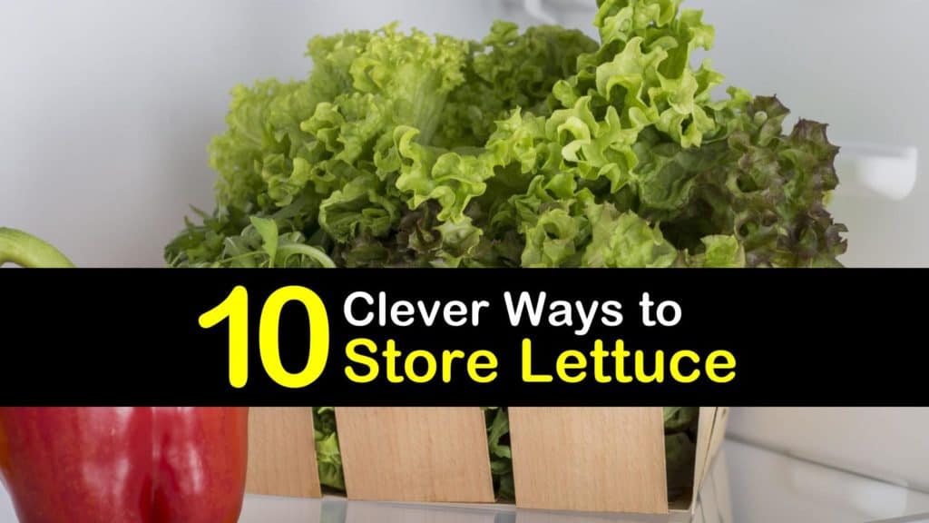 10 Clever Ways to Store Lettuce - Tips Bulletin