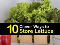 How to Store Lettuce titleimg1