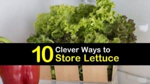 How to Store Lettuce titleimg1