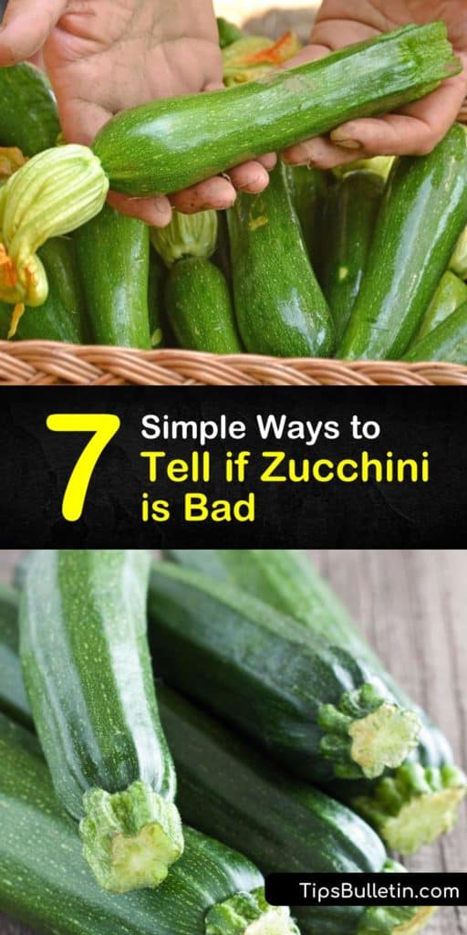Learn how to tell if zucchini is bad, from the grocery store or garden. Fresh zucchini has edible skin but discoloration or a bitter flavor indicates spoilage. Extend its shelf life by storing it in a plastic bag in the fridge. #when #storing #zucchini #spoil
