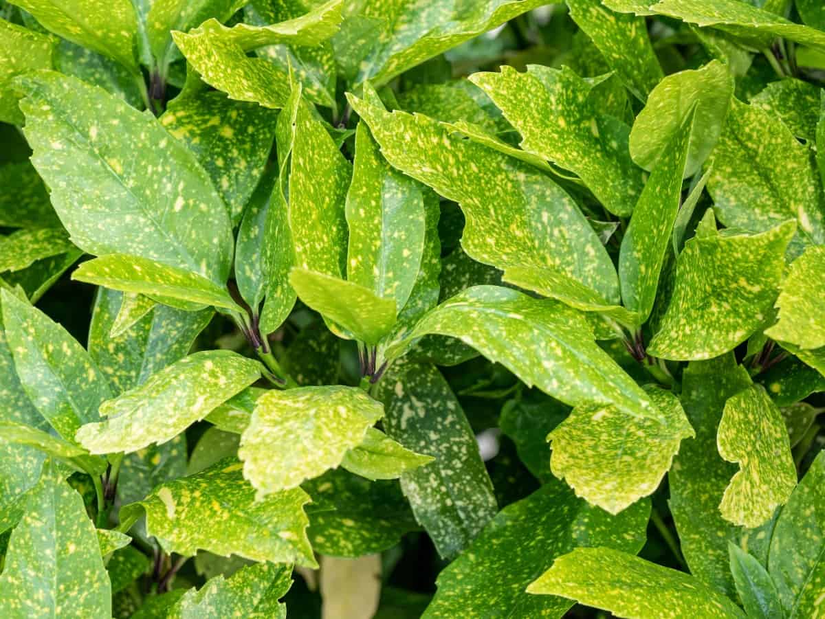 The Japanese aucuba is an evergreen that thrives in shade.