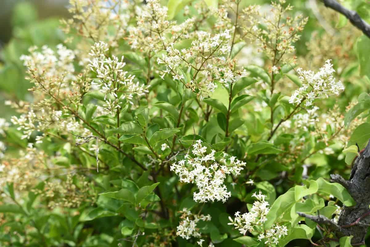 The flowers of the Japanese privet shrub smell unpleasant.