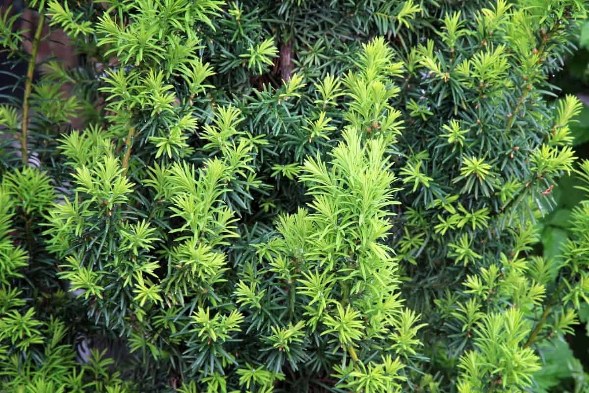 The Japanese yew is a fast growing foundation plant.