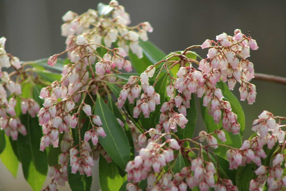 The Katsura Japanese pieris has pretty bell-like flowers.