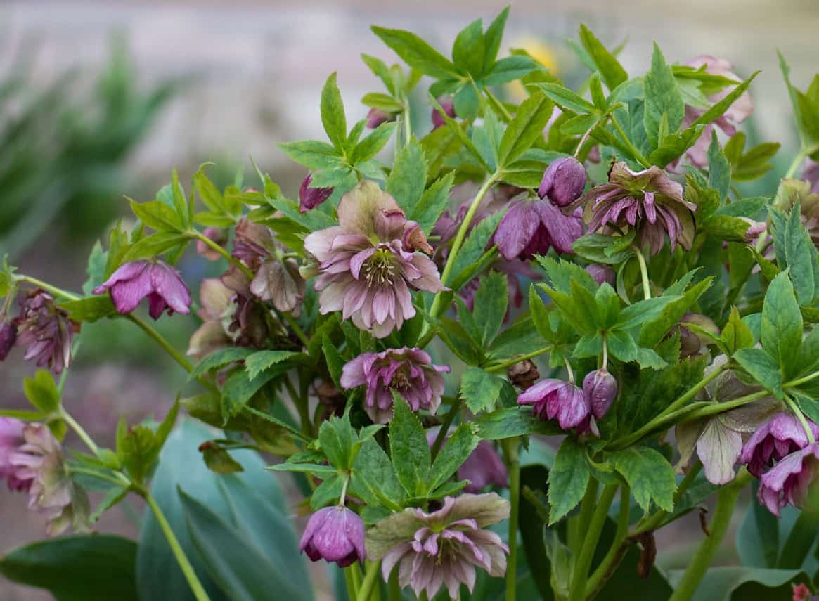 The lenten rose is not a real rose at all.