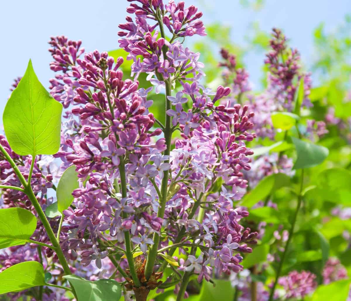 Lilacs are one of the most fragrant shrubs.