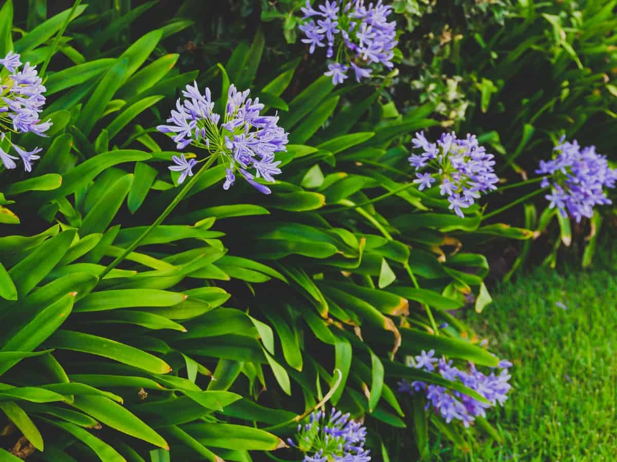 Lily of the Nile is also called the African lily.