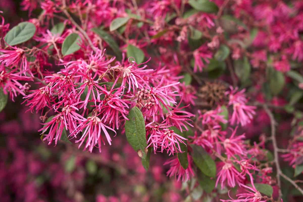 The loropetalum is also known as the Chinese fringe flower.