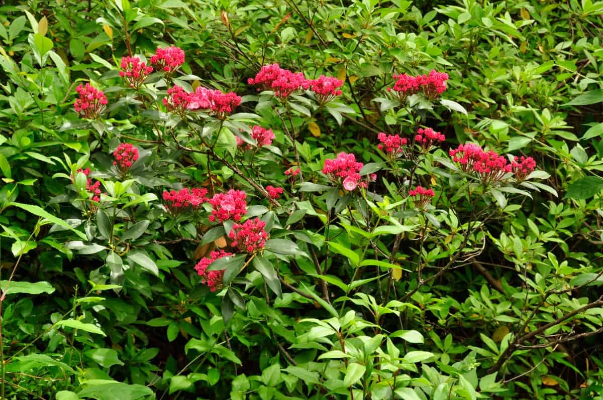 Mountain laurels are evergreen shrubs with attractive spring flowers.