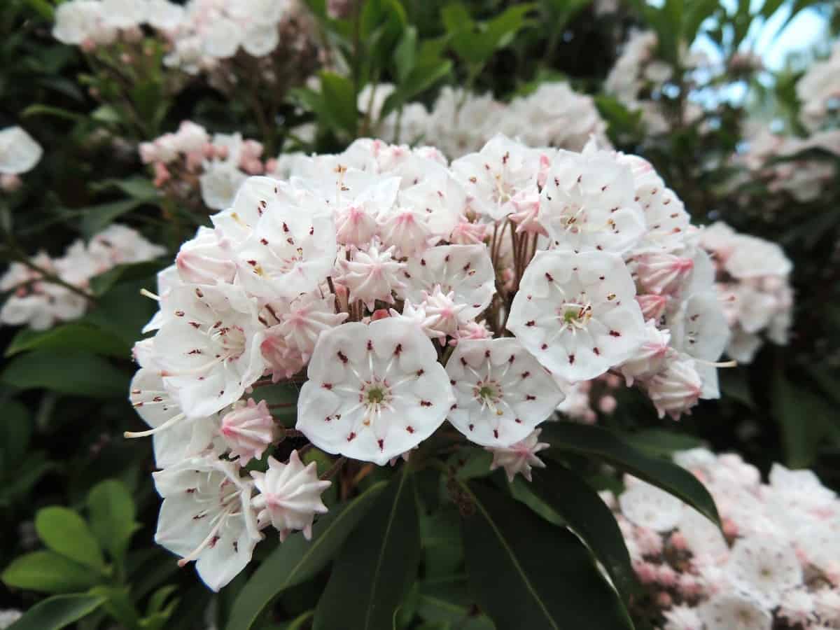 Mountain laurels are deer resistant.