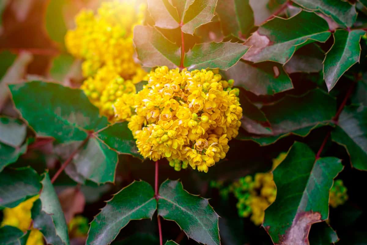 The Oregon grape is an evergreeen with edible fruit.