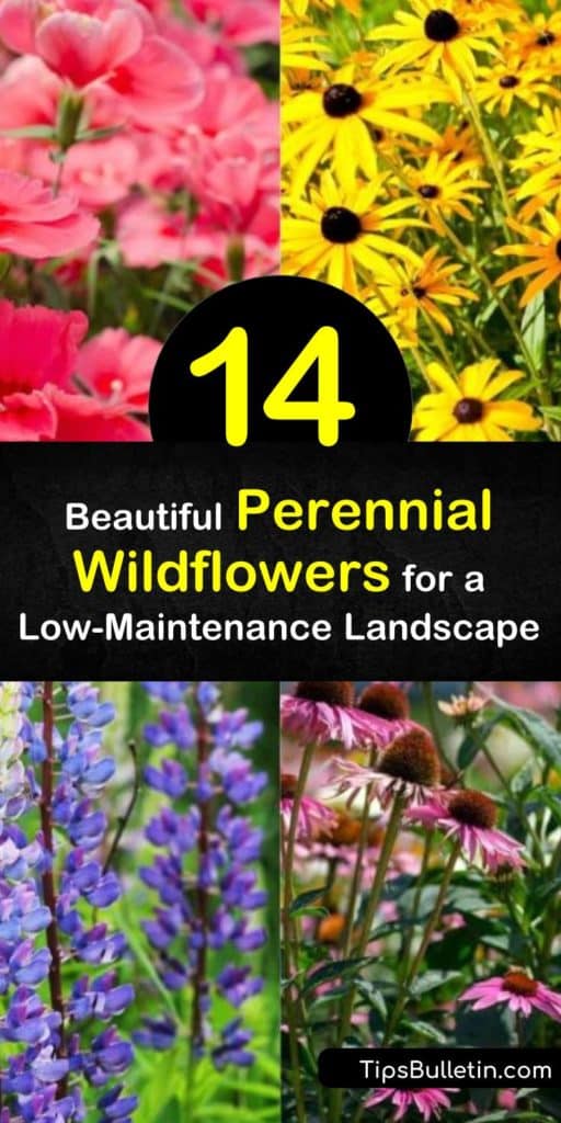 Find the easiest way to spread wildflower seed and have it germinate quickly so your flower beds are filled with the coreopsis, daisy, purple coneflower, and Mexican hat flower. These flowers bring sights and scents to your home that a hummingbird can’t resist. #perennial #wildflowers #landscape