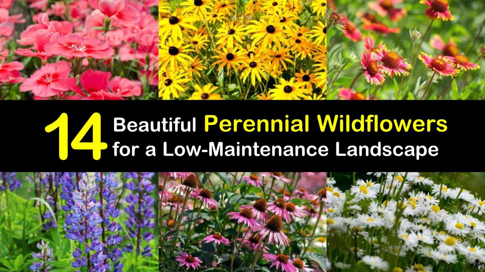 14 Beautiful Perennial Wildflowers for a LowMaintenance Landscape