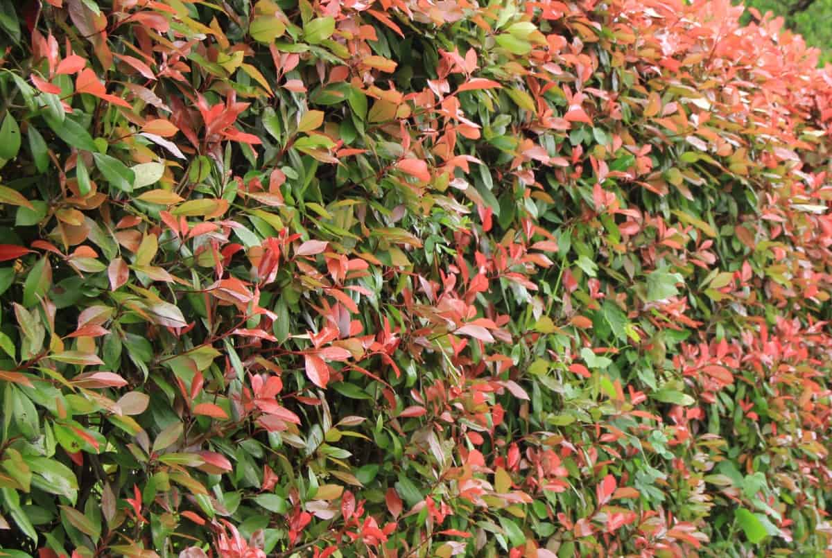 Photinias require diligent pruning.