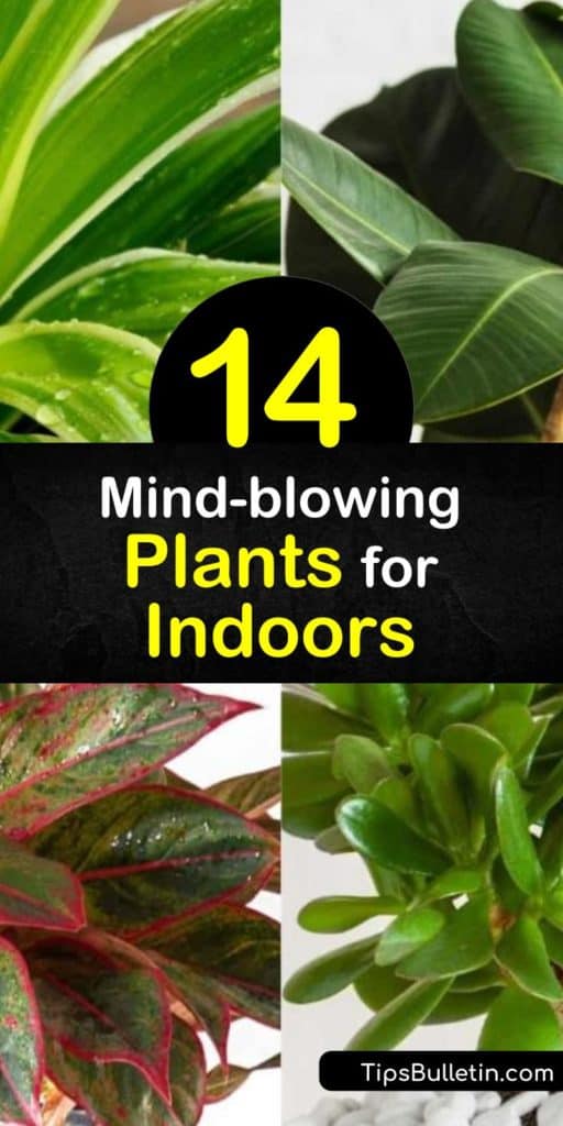 Add lush greenery and flowers to the inside of your home with aloe, ivy, pothos, peace lily, and philodendron. From low, indirect light to bright light and lots of sunshine, these plants may have been wild, but it’s like they were made to be brought indoors. #plants #indoors #houseplants #growing