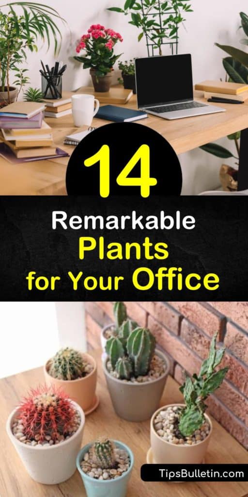 Learn how to create a pleasant office environment with indoor plants. Houseplants such as succulents are perfect for any office space, and philodendron, peace lily, and aloe plants are some of the easiest to grow in low light rooms. #office #plants