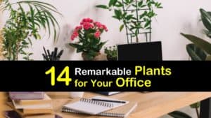 Plants for Your Office titleimg1